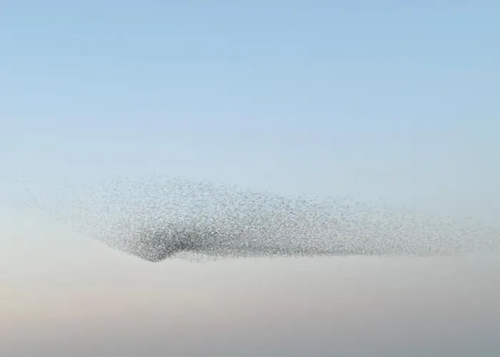 Sort Sol Grellsbuelldeich 7 Appartement